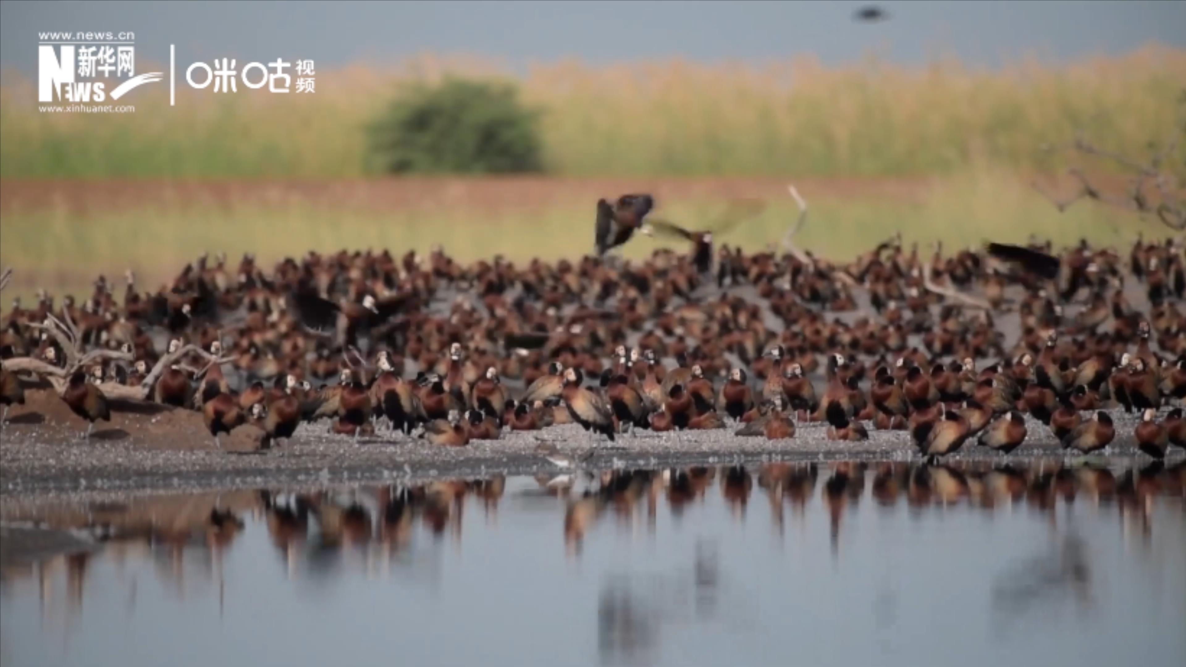 候鳥將人類、生態(tài)系統(tǒng)和世界各國連在一起