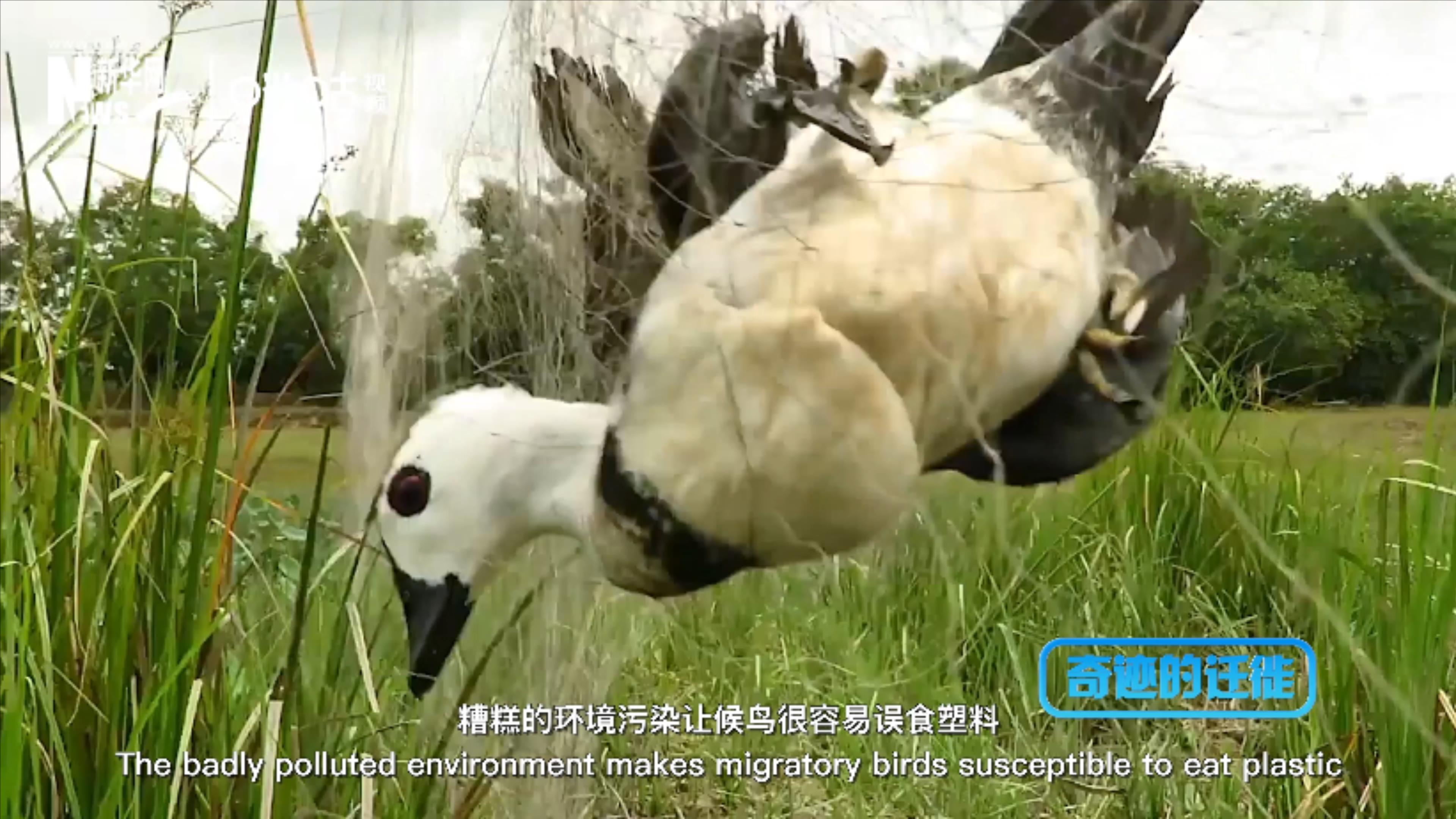 棲息地減少、環(huán)境污染、捕殺正威脅著候鳥的生存