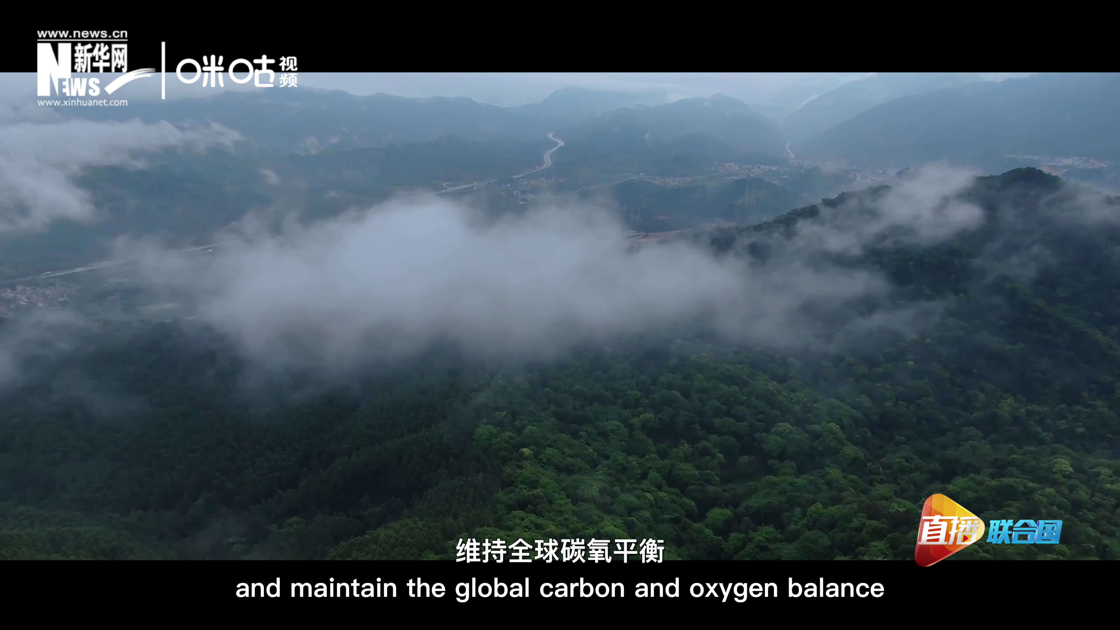 森林的碳匯可以協(xié)助減緩氣候變化，維持全球碳氧平衡