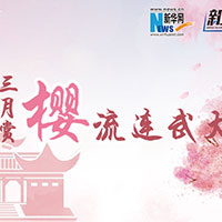 三月賞櫻，流連武大