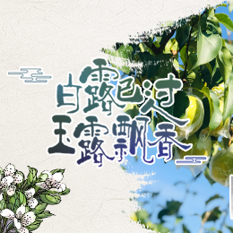 白露已過，玉露飄香