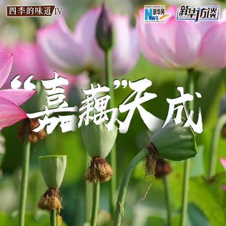 &ldquo;嘉藕&rdquo;天成