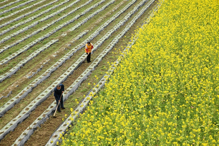 新華社評論員:防疫不誤農(nóng)時，固本首在&ldquo;三農(nóng)&rdquo;