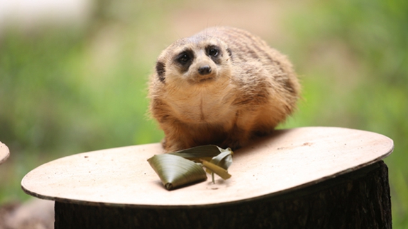 歡樂(lè)&ldquo;粽&rdquo;動(dòng)員！小動(dòng)物們吃上了&ldquo;專屬&rdquo;粽子