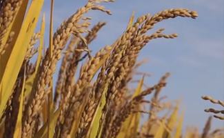 陜西西安：十里&ldquo;蛤蟆灘&rdquo;　又現(xiàn)秦嶺邊