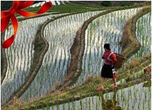 美麗中國(guó):詩情畫意梯田美