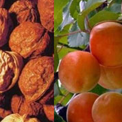 泰山核桃、紅玉杏