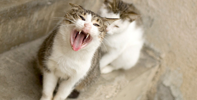 你見(jiàn)過(guò)這樣的腹黑貓嗎？