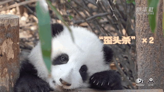 請(qǐng)注意，前方有滾滾發(fā)起近距離&ldquo;歪頭殺&rdquo;