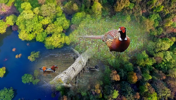 世界地球日丨神奇珍稀動(dòng)物在哪里？車八嶺國家級自然保護(hù)區(qū)走一波