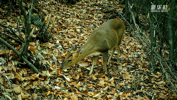 呆萌可愛！國家三有保護動物小麂現(xiàn)身重慶陰條嶺