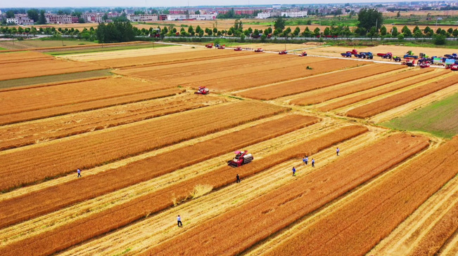 瞰豐收！風(fēng)吹麥浪 &ldquo;鐵馬&rdquo;馳騁