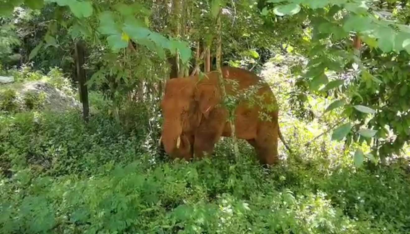 離群32天！云南北移離群獨象安全回家 專家詳解獨象&ldquo;南歸&rdquo;