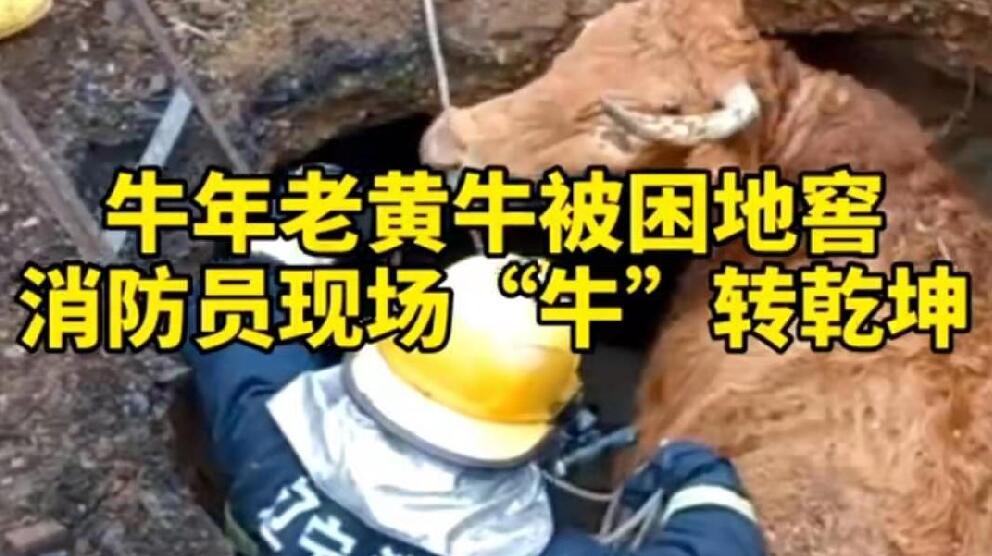 牛年老黃牛被困地窖，消防員現(xiàn)場&ldquo;牛&rdquo;轉(zhuǎn)乾坤！