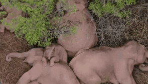 &ldquo;象&rdquo;往何處？ 亞洲象的&ldquo;正確睡姿&rdquo;什么樣？