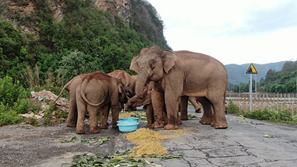 大象去哪兒？ 昨天野象群在玉溪易門活動(dòng)