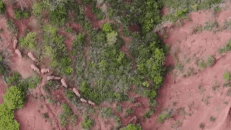 &ldquo;象&rdquo;往何方？ 象群正翻山南行 當(dāng)?shù)赜行蚴枭⑷罕? /></a>
<div   id=