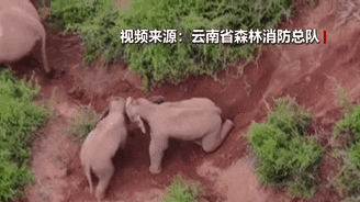 &ldquo;象&rdquo;往何方？野象群持續(xù)向南行進(jìn)