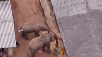 圈粉無(wú)數(shù)的&ldquo;大象旅行團(tuán)&rdquo;走到哪兒了？