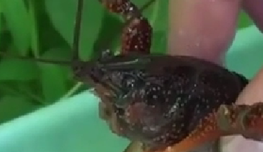 封殺！ 日本擬將小龍蝦指定為外來入侵物種