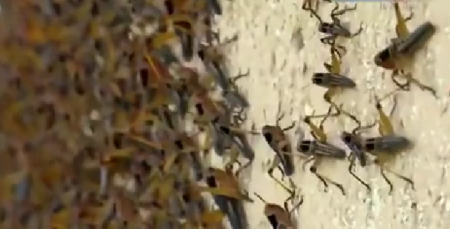 恐怖！ 漫天飛舞 俄邊疆區(qū)遭蝗蟲、瓢蟲侵襲