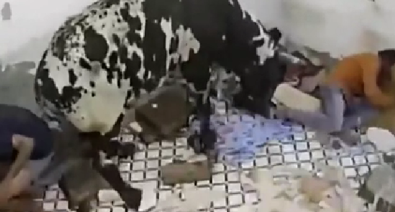 驚嚇！ 印度公牛打架沖進(jìn)屋子 男子奪門而出