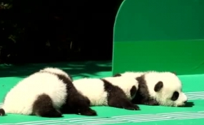 &ldquo;萌神&rdquo;駕到！新生熊貓寶寶&ldquo;C位&rdquo;亮相