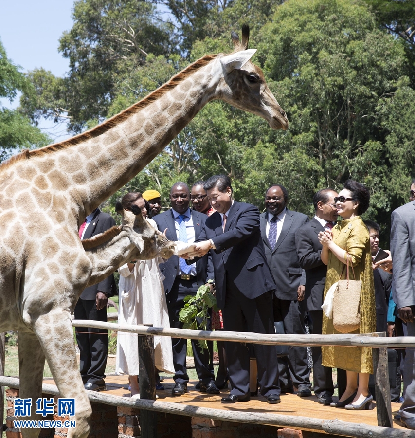 12月2日，國(guó)家主席習(xí)近平在津巴布韋考察野生動(dòng)物救助基地。在基地負(fù)責(zé)人陪同下，習(xí)近平和夫人彭麗媛察看了基地救助的野生動(dòng)物，并給大象、長(zhǎng)頸鹿遞喂水果、樹葉。新華社記者 黃敬文 攝 