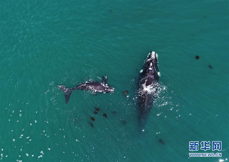 （國(guó)際）（4）第27屆鯨魚(yú)節(jié)南非赫曼紐斯開(kāi)幕