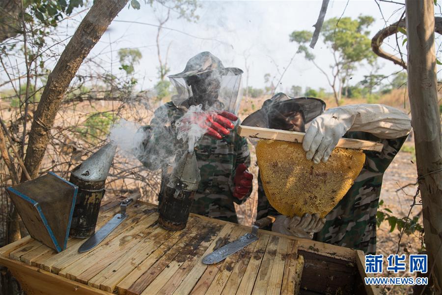 （國際&middot;聚焦進(jìn)口博覽會(huì)&middot;圖文互動(dòng)）（4）通訊：贊比亞蜂蜜企業(yè)欲借進(jìn)博會(huì)開拓中國市場