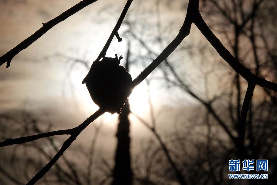 （國際&middot;圖文互動）（10）一場山火，讓這個冬天格外冷&mdash;&mdash;探訪美國加州山火災區(qū)