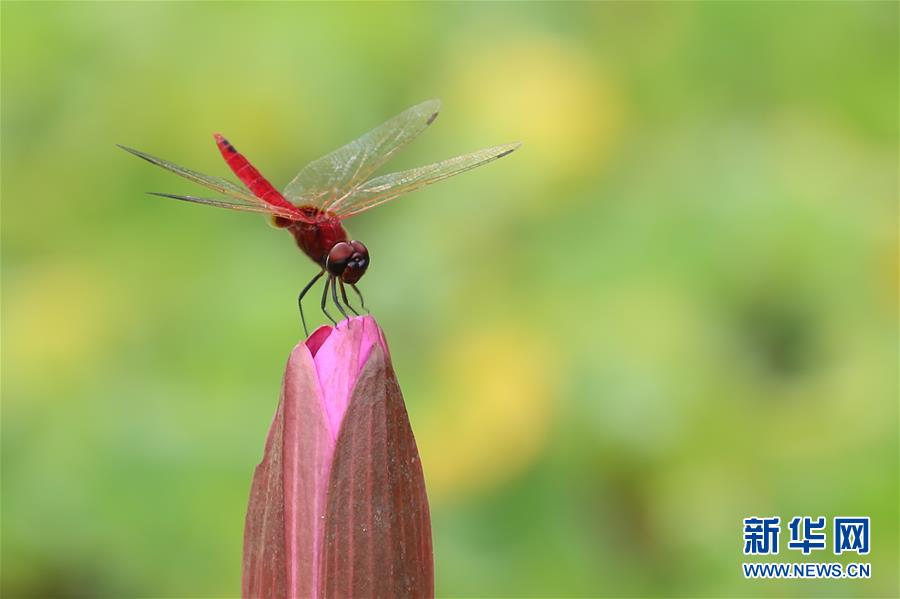 （國(guó)際&middot;年終報(bào)道）（7）2019，精&ldquo;彩&rdquo;紛呈