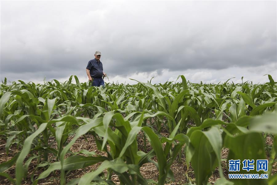 （國際&middot;圖文互動(dòng)）（3）通訊：貿(mào)易戰(zhàn)凸顯美國農(nóng)業(yè)發(fā)展隱憂