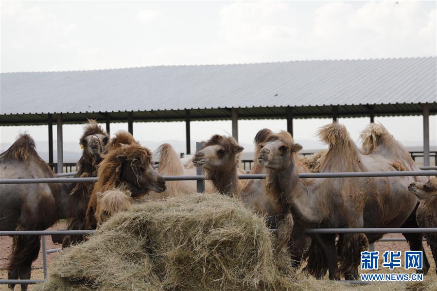 (國際·圖文互動)(1)從“先遣隊”到“正規(guī)軍”——哈薩克斯坦駱駝奶粉入華記