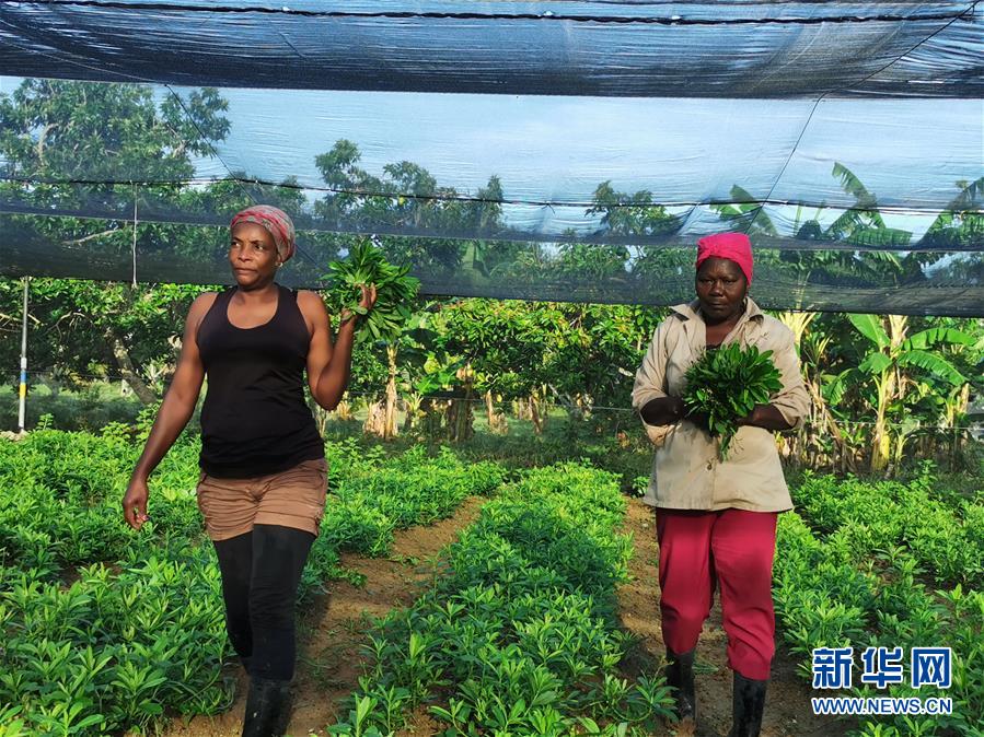 (國際·圖文互動)(1)通訊:“有機(jī)”已成古巴農(nóng)民生活方式