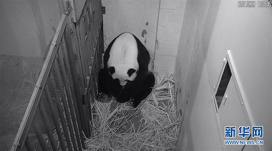 （國際）（1）22歲&ldquo;高齡&rdquo;旅美大熊貓&ldquo;美香&rdquo;順利產(chǎn)仔