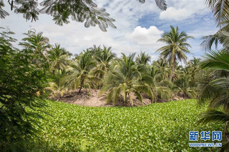 （第三屆進(jìn)博會(huì)&middot;圖文互動(dòng)）（9）通訊：椰香飄進(jìn)進(jìn)博會(huì) 市場(chǎng)開放共繁榮&mdash;&mdash;一名泰國(guó)椰商的心聲