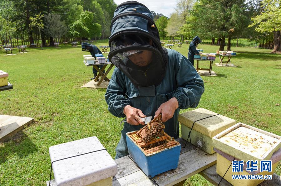 （第三屆進(jìn)博會(huì)&middot;圖文互動(dòng)）（7）通訊：新西蘭的進(jìn)博會(huì)味道，甜