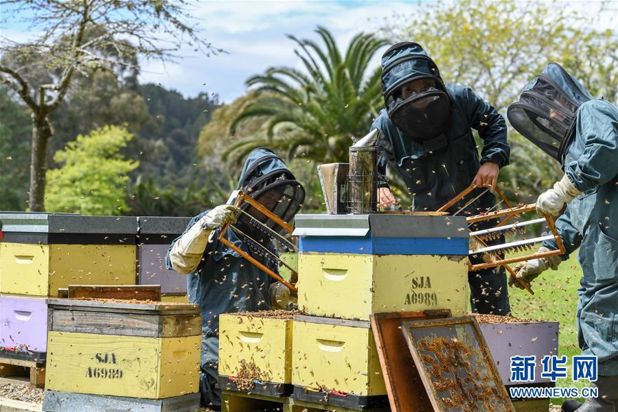 （第三屆進(jìn)博會(huì)&middot;圖文互動(dòng)）（8）通訊：新西蘭的進(jìn)博會(huì)味道，甜