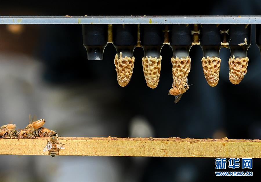 （第三屆進(jìn)博會(huì)&middot;圖文互動(dòng)）（9）通訊：新西蘭的進(jìn)博會(huì)味道，甜