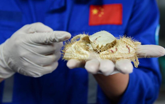 &ldquo;發(fā)現(xiàn)&rdquo;號(hào)在南海采集到大量冷泉生物