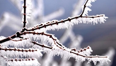 貴州樹木開冰花 遠(yuǎn)望似&ldquo;千樹萬樹梨花開&rdquo;