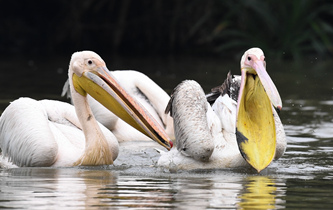 白鵜鶘&ldquo;作客&rdquo;?？? />  
<div>白鵜鶘“作客”海口</div>
</a>
<a href=