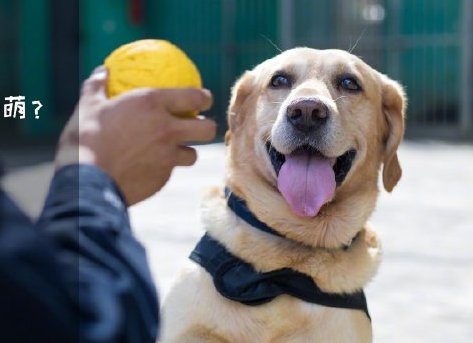 為了&ldquo;破冰&rdquo;，它們英勇無(wú)畏！