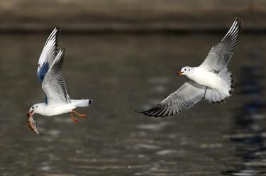 海河&ldquo;精靈&rdquo;