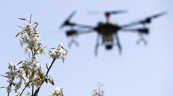 新華全媒+丨新疆:梨農(nóng)授粉用上無人機