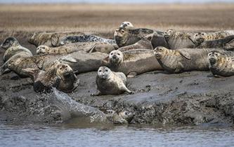 斑海豹洄游棲息遼河入?？? />  
<div>斑海豹洄游棲息遼河入?？?/div>
</a> 
</div>
<div   id=