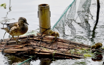 超有愛(ài)！西湖里的鴛鴦&ldquo;愛(ài)心橋&rdquo;升級(jí)